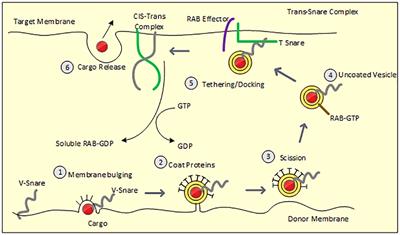 Traffic jam within lymphocytes: A clinician’s perspective